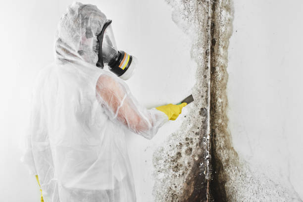 Best Toxic Mold Removal  in Benson, NC