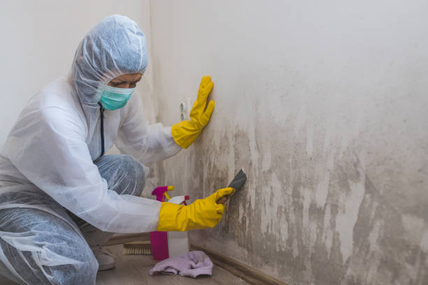 Best Black Mold Removal  in Benson, NC
