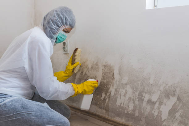 Best Same-Day Mold Removal  in Benson, NC