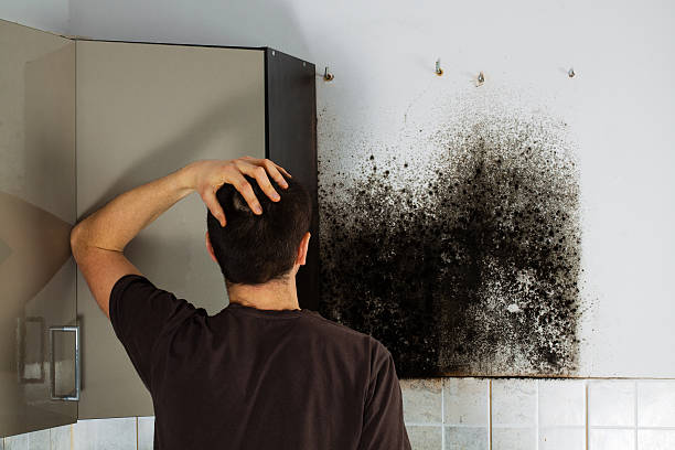 Reliable Benson, NC Mold Removal Solutions