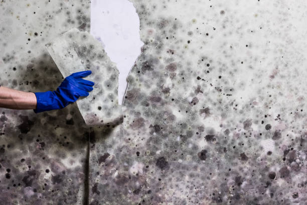 Attic Mold Removal in Benson, NC