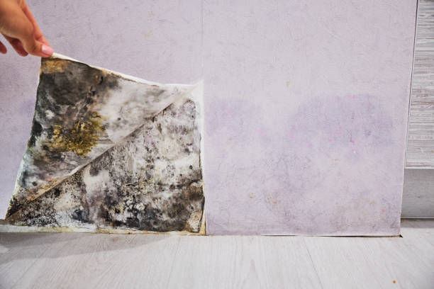 Trusted Benson, NC Mold Removal Experts